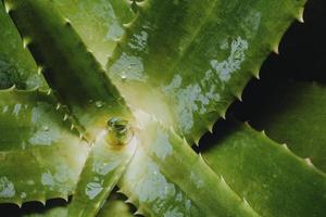 fond de cactus d'aloe vera avec fond sur la droite photo