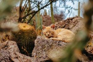 chat se reposant dans un paysage désertique photo