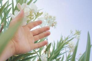 fond de main touchant des fleurs de laurier blanc photo