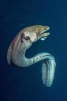 portrait d'anguille mooray aux maldives photo