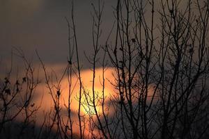 beau coucher de soleil à travers les branches d'arbres photo
