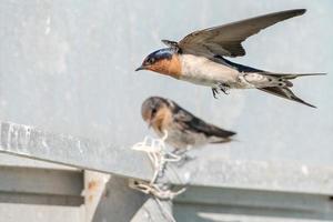 hirondelle rapide sur le fond blanc profond photo