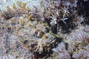 portrait de poisson scorpion photo