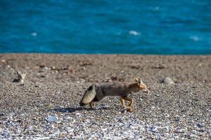 renard gris mangeant un pingouin sur la plage photo