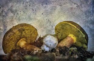 une peinture de champignon en milieu naturel photo