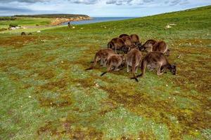 kangourou vous regarde sur l'herbe photo