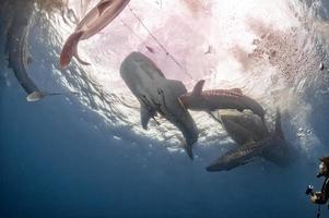 requin baleine sous la plate-forme des pêcheurs en papouasie photo