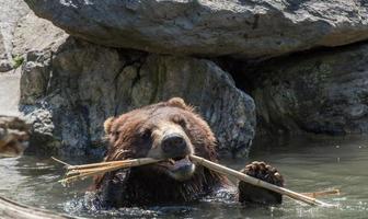 ours brun grizzly jouant dans l'eau photo