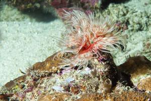 mer sous-marine ceriantus ver fleur rouge et blanc en papouasie photo