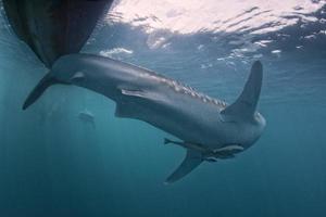 requin baleine venant à vous sous l'eau photo