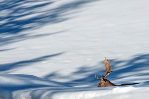 portrait de cerf dans le fond de la neige photo