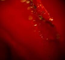 supermacro rose rouge humide photo