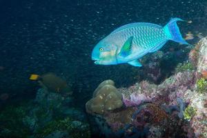 poisson perroquet sous l'eau photo