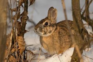 un lapin dans la neige photo