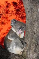 crier pleurer koala en australie feu de brousse photo