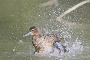 canard multicolore tout en éclaboussant sur le fond de l'eau verte photo