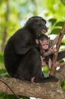 singe macaque noir à crête tout en vous regardant dans la forêt photo