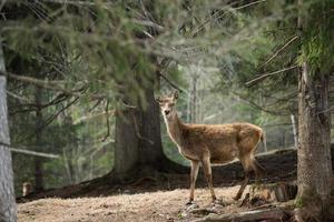 cerf femelle sur le fond d'herbe photo