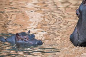 portrait d'hippopotame bébé et grande mère photo