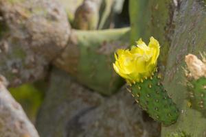 fleurs et épines de cactus vert photo