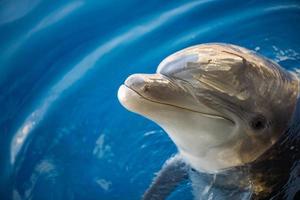 dauphin souriant gros plan portrait photo