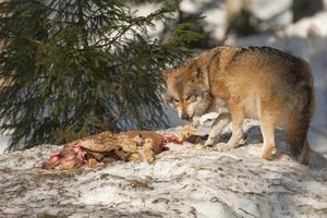 un loup gris isolé dans la neige en mangeant et en vous regardant photo