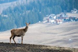 cerf sur l'herbe fond gros plan portrait photo