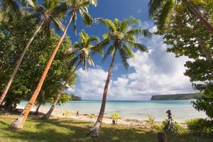 cocotier sur la plage de sable blanc tropical photo