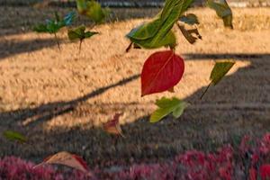 feuilles d'automne en tombant photo