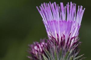 fleur de cardon gros plan macro photo