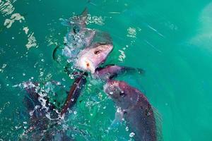 des vivaneaux rouges pêchent en mangeant photo