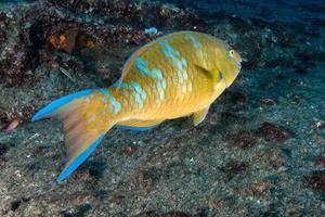 Poisson perroquet sous l'eau dans le parc national de cabo pulmo au mexique photo