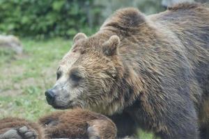 deux grizzlis noirs photo