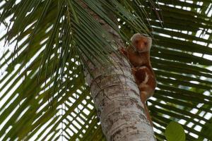 cuscus opossum indonésien singe endémique portrait photo