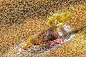 poisson grenouille jaune nouveau-né pendant la plongée en indonésie photo