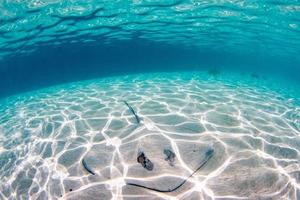 Sting Ray se cachant dans le sable en Polynésie française photo