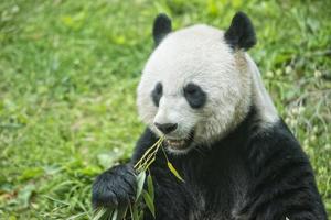 panda géant en mangeant du bambou photo