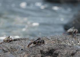 crabe sur les roches de lave à hawaii photo