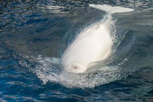 portrait de dauphin blanc béluga photo