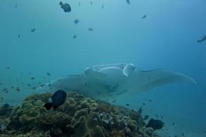 une manta isolée dans le fond bleu photo