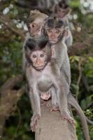 bébé nouveau né indonésie singe macaque portrait photo