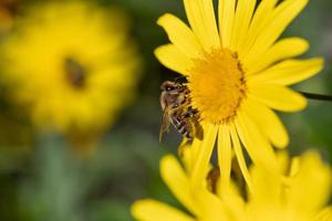 une petite abeille est assise sur une grande fleur jaune et recherche du pollen. photo