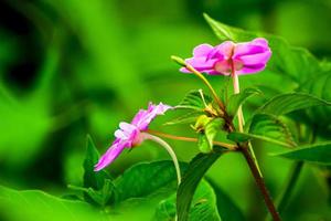 gros plan de fleur tourné avec un arrière-plan flou. photo