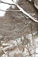 chutes de neige dans le parc d'hiver photo