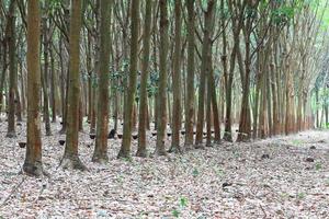 jardin d'arbres à caoutchouc para dans le sud de la thaïlande photo