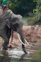 éléphant d'asie à surin, thaïlande photo