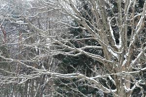 chutes de neige dans le parc d'hiver photo