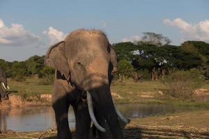 éléphant d'asie à surin, thaïlande photo