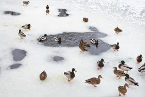 troupeau de canards près du trou de glace dans un lac gelé photo