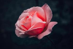 fleur rose sur fond flou de jour photo
